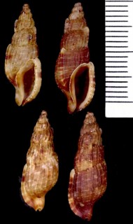 ヒモカケシリキレボラ Colubraria antiquata small