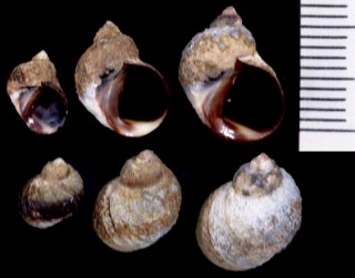 クニスナアラレタマキビ Nodilittorina knysnaensis small