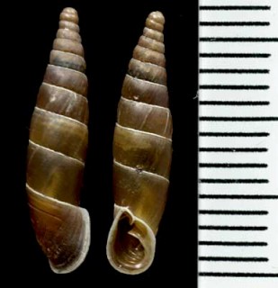 トリグラッドギセルの仲間 Macedonica schatzmayri pangaionica small