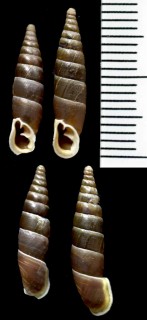 トリグラッドギセルの仲間02 Macedonica marginata marginata small