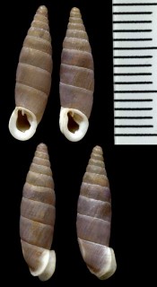 イサベルギセルの仲間 Isabellaria vallata small