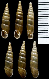 モンタギュウギセルの仲間02 Cochlodina marisi small