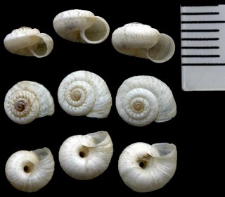 ニワコマイマイの仲間 Helicella apicina small