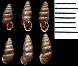 クリエンタサナギガイ Chondrina clienta small