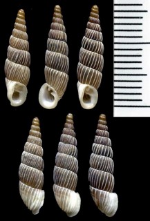 ボカチギセルの仲間 Alopia glorifica elegantissima small