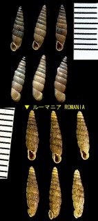 ラトルカギセル Ruthenica filograna small