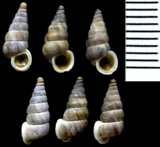 ヘンリーフランスゴマガイの一種 Cochlostoma henricae lissogyrum small