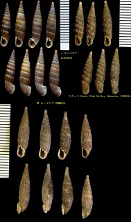 ジュノーギセル Laciniaria plicata plicata small