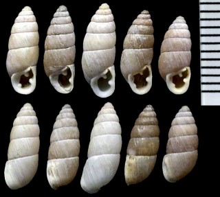 ミツバキセルモドキ Chondrula tridens small