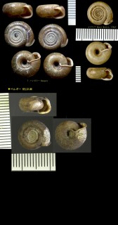 コズツミマイマイ Helicodonta obvoluta small
