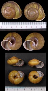 ミノマイマイ Euhadra senckenbergiana minoensis small