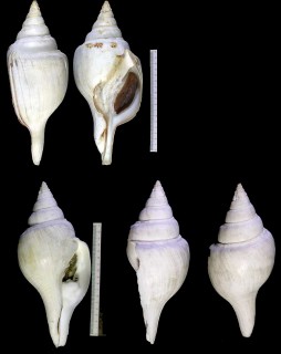 オオホソシャンクガイ Turbinella laffertyi small
