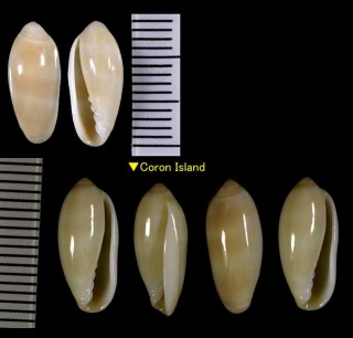 カイコヘリトリ Volvarina philippinarum small