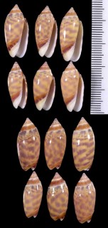 ボカシマクラ Oliva buloui small