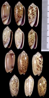 クチグロマクラ Oliva ispidula small