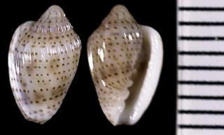 ソバカスヘリトリの仲間 Marginella rosadoi small