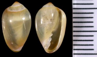 バハマのトリノコガイの仲間 Prunum pellucidum small