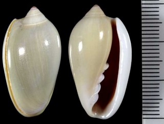 プラムヘリトリ Prunum prunum small