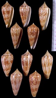 アルマジロイモ Conus armadillo small
