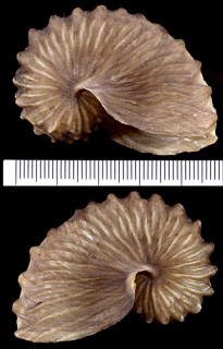 チヂミタコフネ Argonauta boettgeri small