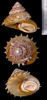 ショウジョウハリサザエ Bolma aureola small