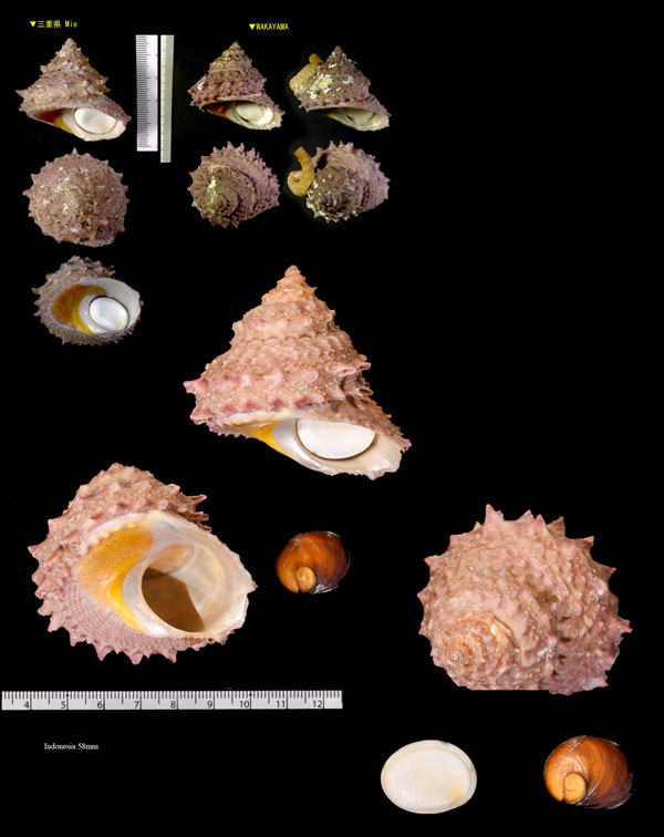 ハリサザエ Bolma modesta small