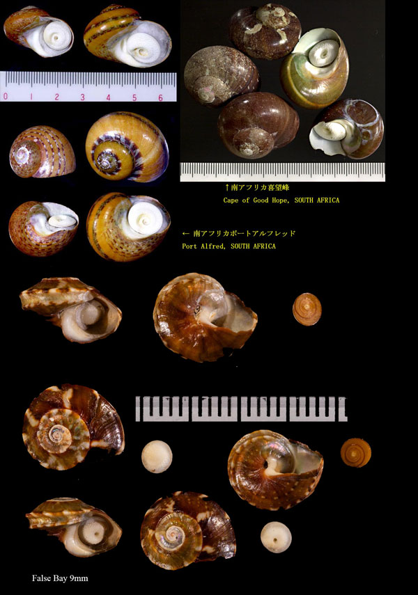 ツヤサザエ Turbo cidaris small