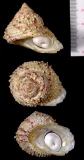キンウチカンス 金打ち鑵子 Bolma guttata small