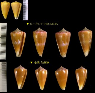 サザンカイモ Conus sazanka small