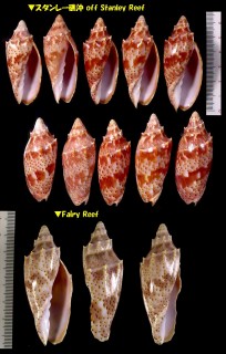 ヤセコオロギ Cymbiola pulchra cracenta small