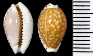ガスコインダカラの亜種 Cypraea gaskoini fischeri small