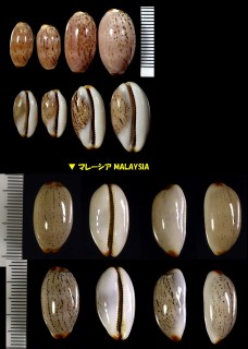 チビヤナギシボリモドキ Luria isabella atriceps small