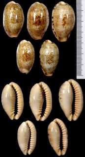 カバフダカラの紅海の型 Erronea caurica nigrocincta small