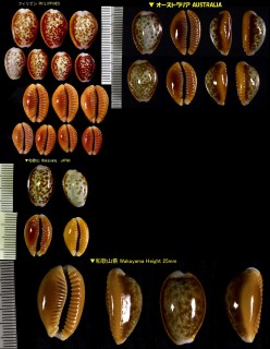 カモンダカラ Erosaria helvola helvola small