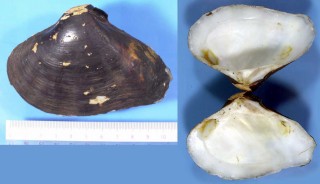 ガラテアガイ Galatea paradoxa small