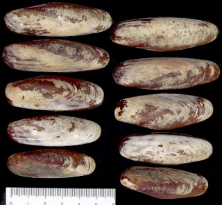 レセップイシマテ Leiosolenus lessepsianus small