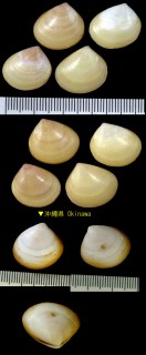 ナミノコマスオ(ナミノコマスホウ) Davila plana small
