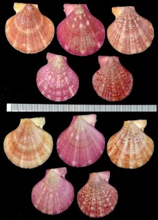 ホソスジナデシコ Chlamys gemmulata small