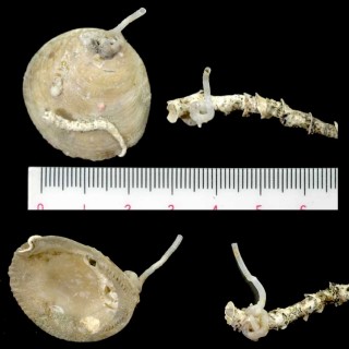 コハククビタテヘビガイ Vermetus vitreus small