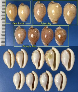 ウバダカラ (アルゴアダカラ) Cypraeovula algoensis algoensis small
