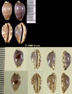クロシオダカラ 黒潮宝 Palmadusta contaminata small