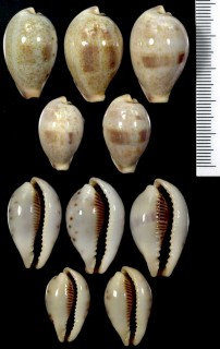 ナシガタダカラ (イヌビワダカラ) Erronea pyriformis small