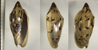 ナデガタコオロギボラ Cymbiola aulica cathcartiae small