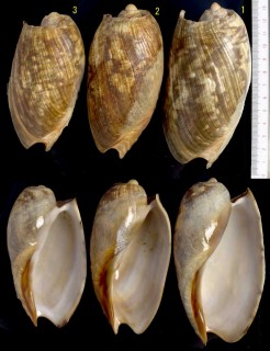 ムラクモヤシガイ Cymbium marmoratum small