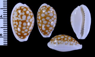 カトリックカノコダカラ Cribrarula catholicorum small