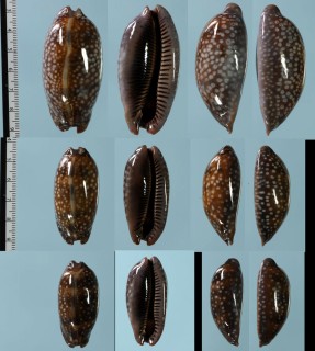 コジカダカラ Macrocypraea cervinetta small
