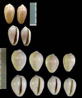 アカベリヘリトリ Marginella cincta small