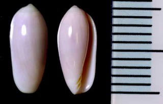 カイコヘリトリの仲間 Volvarina ambigua small