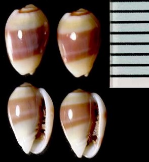 シロコゴメ Gibberula oryza small