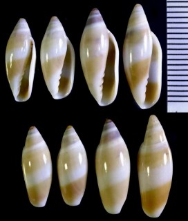 フデナリコゴメの仲間 Volvarina warreni small